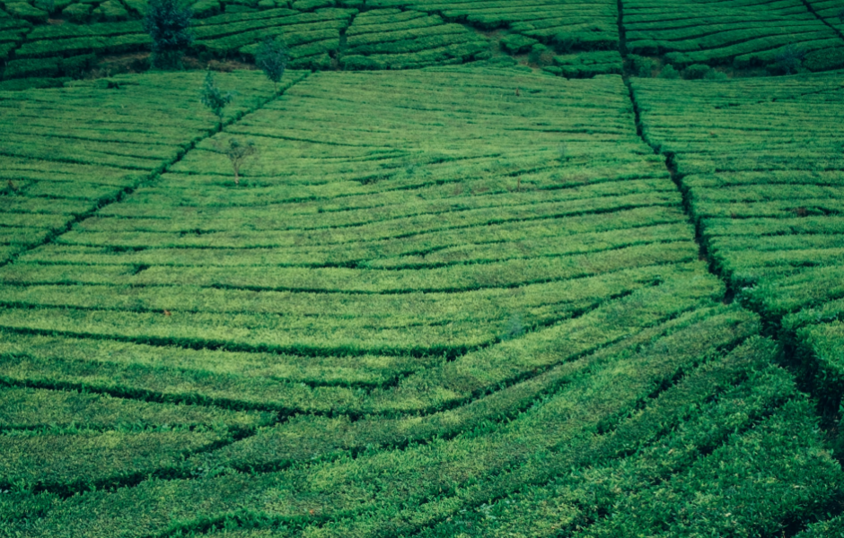 coffee field plantation